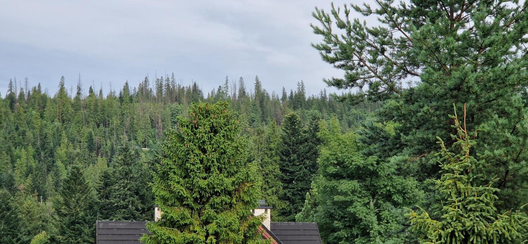 Pokoje Apartamenty Pod Limbą Zakopane Zewnętrze zdjęcie